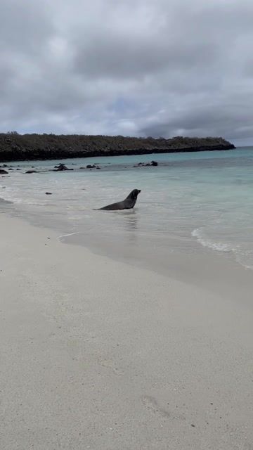 Standing 20 feet away! Where else but the Galapagos!