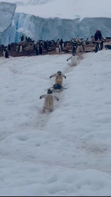 A group of penguin chicks sledding down a snowy slope toward an ice shelf, with a crowd of onlookers gathered above.